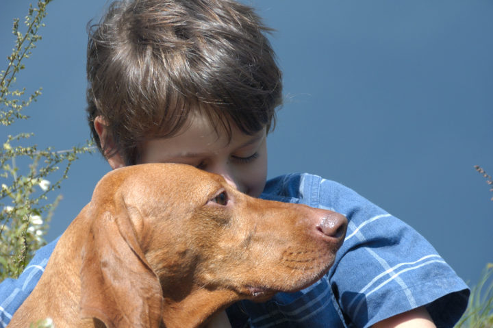 Gyermek és kutya. A kutyatámadás alarmírozó jelei. Ne munyizd! A kutyaharapás ellátása.